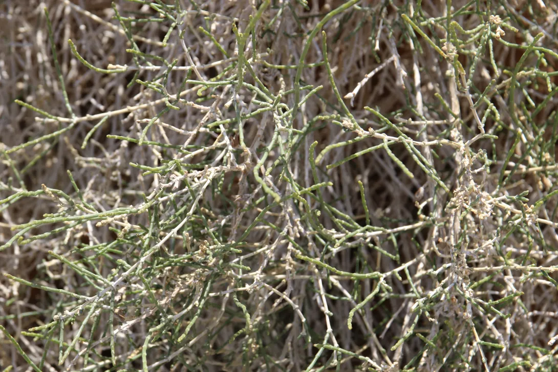Haloxylon salicornicum leaves