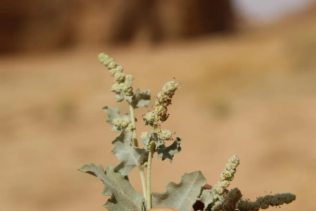 Atriplex turcomanica leaves and flowers