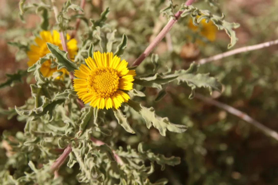 Asteriscus graveolens flower