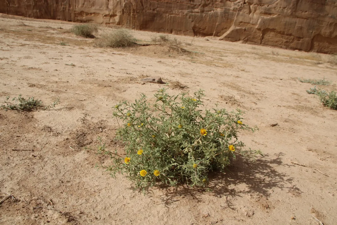 Asteriscus graveolens on an ephemeral flooded depression