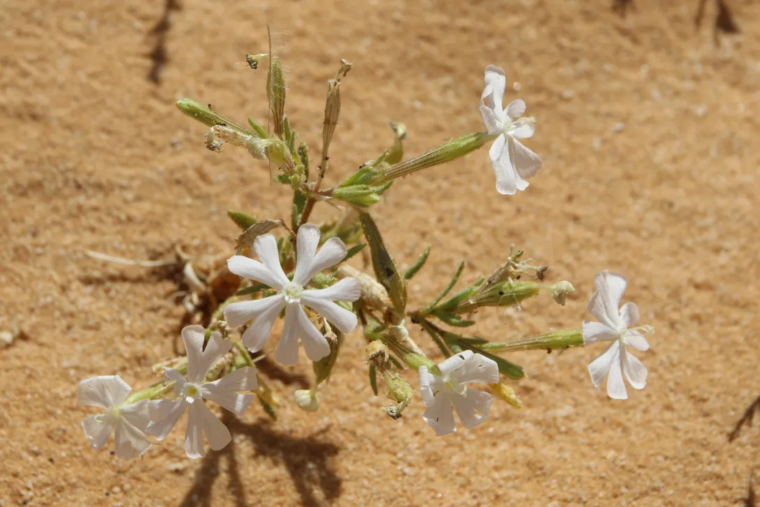 Whole plant