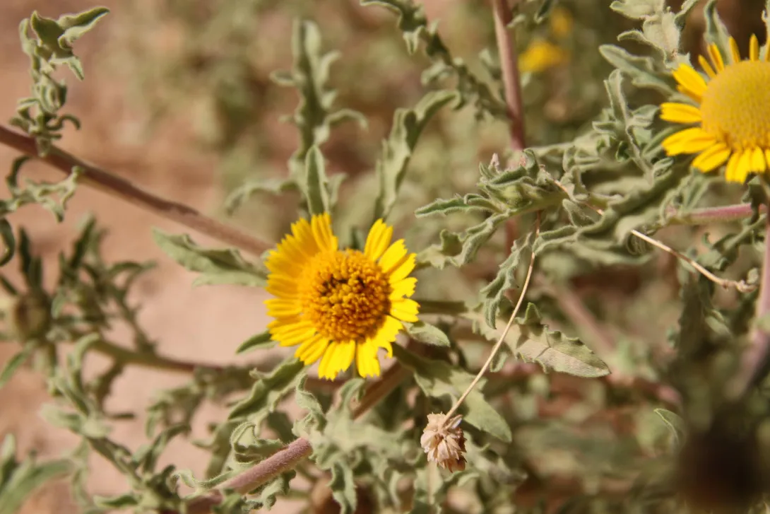 Asteriscus graveolens flower