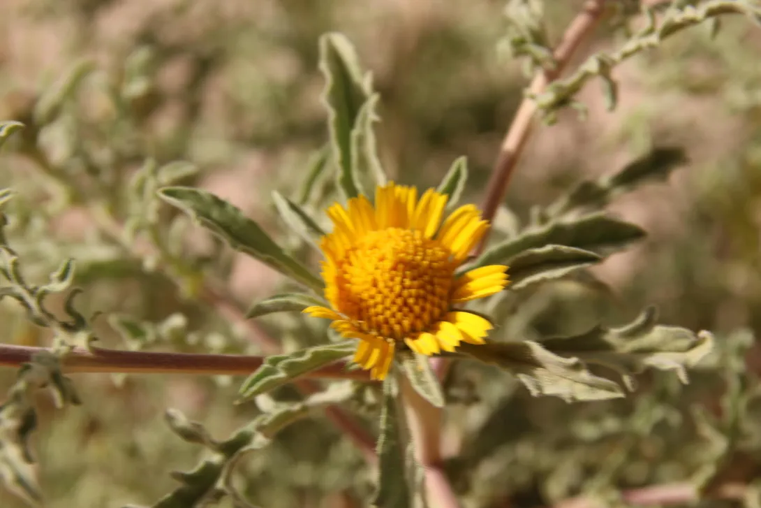 Asteriscus graveolens flower