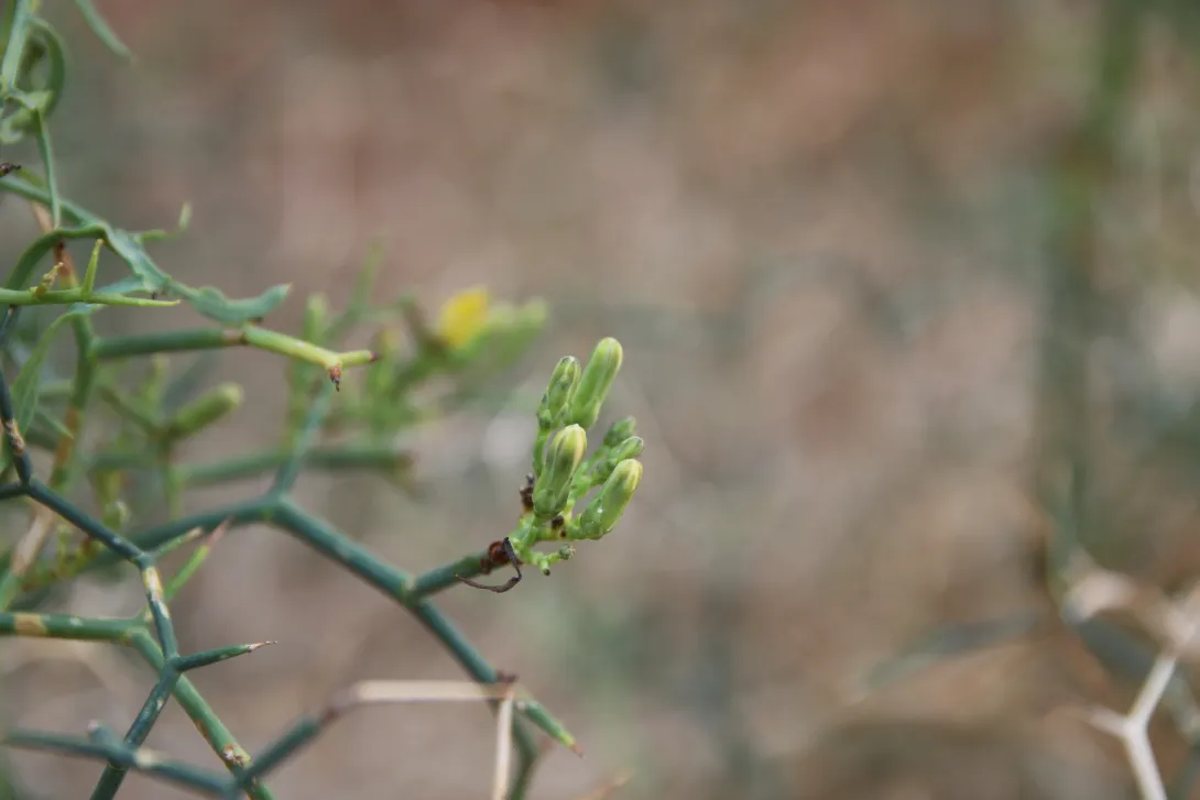 Launaea spinosa flower