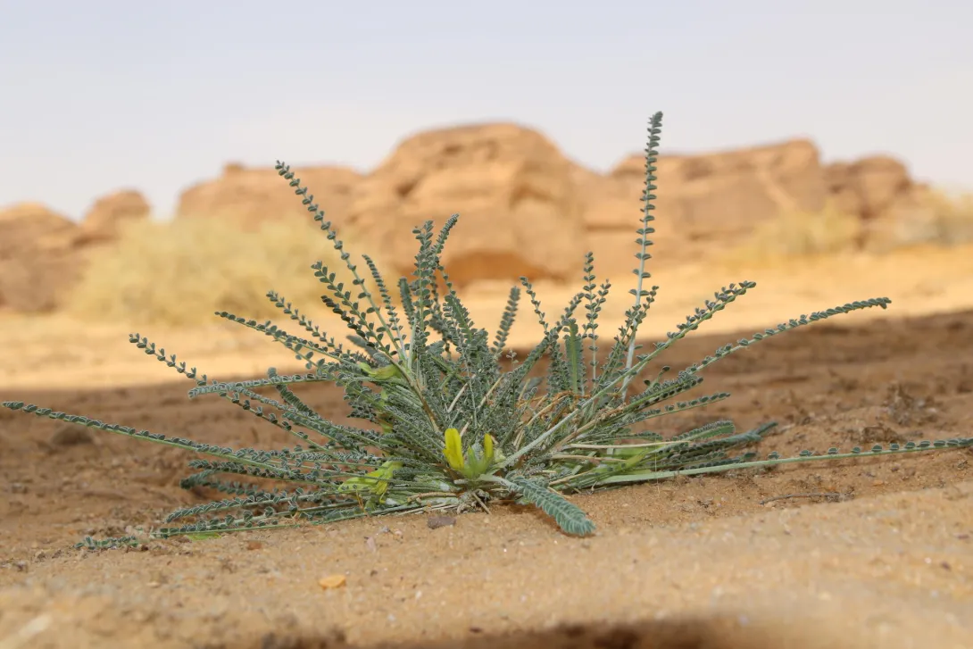 Whole plant