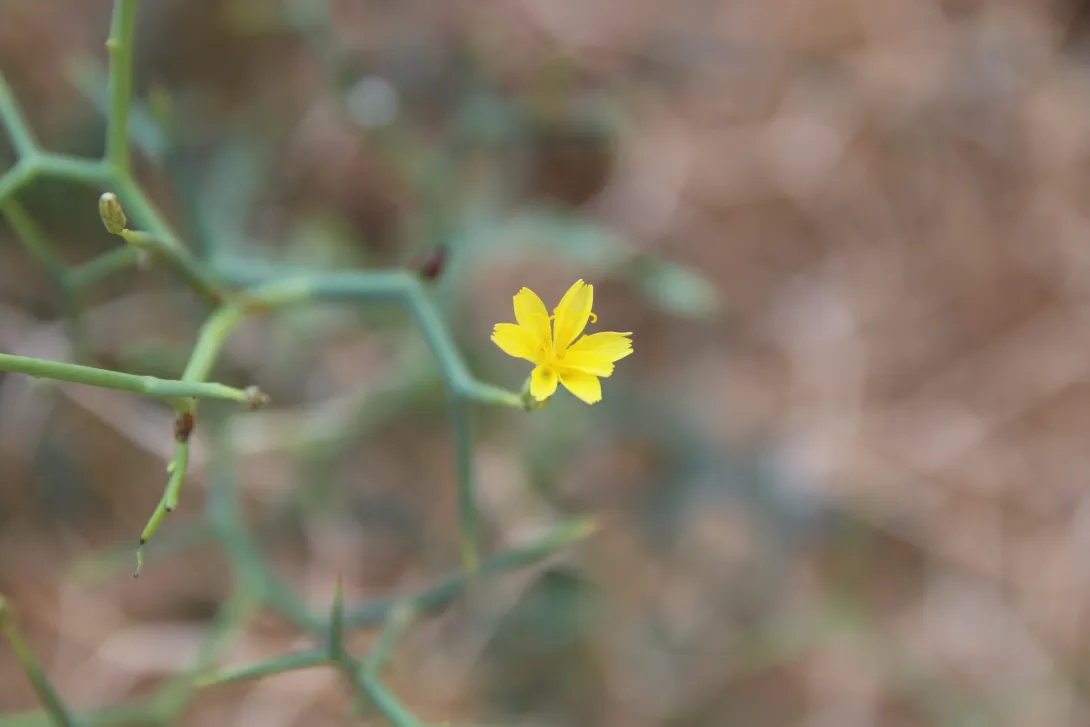 Launaea spinosa flower