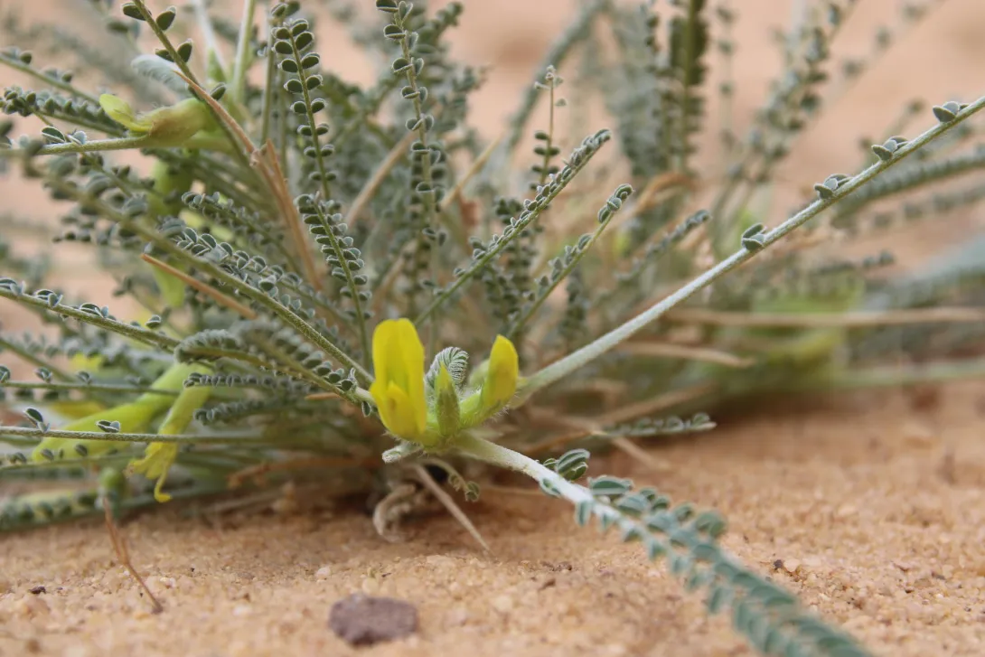 Astragalus sieberi flower