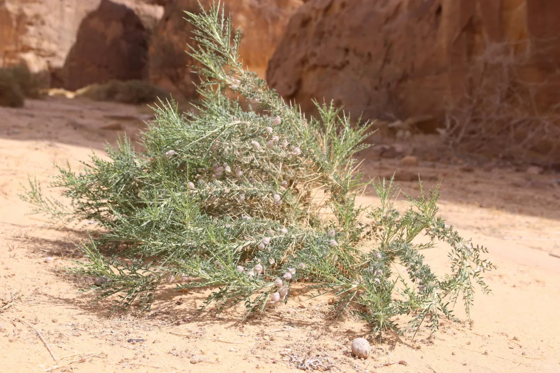 Whole plant