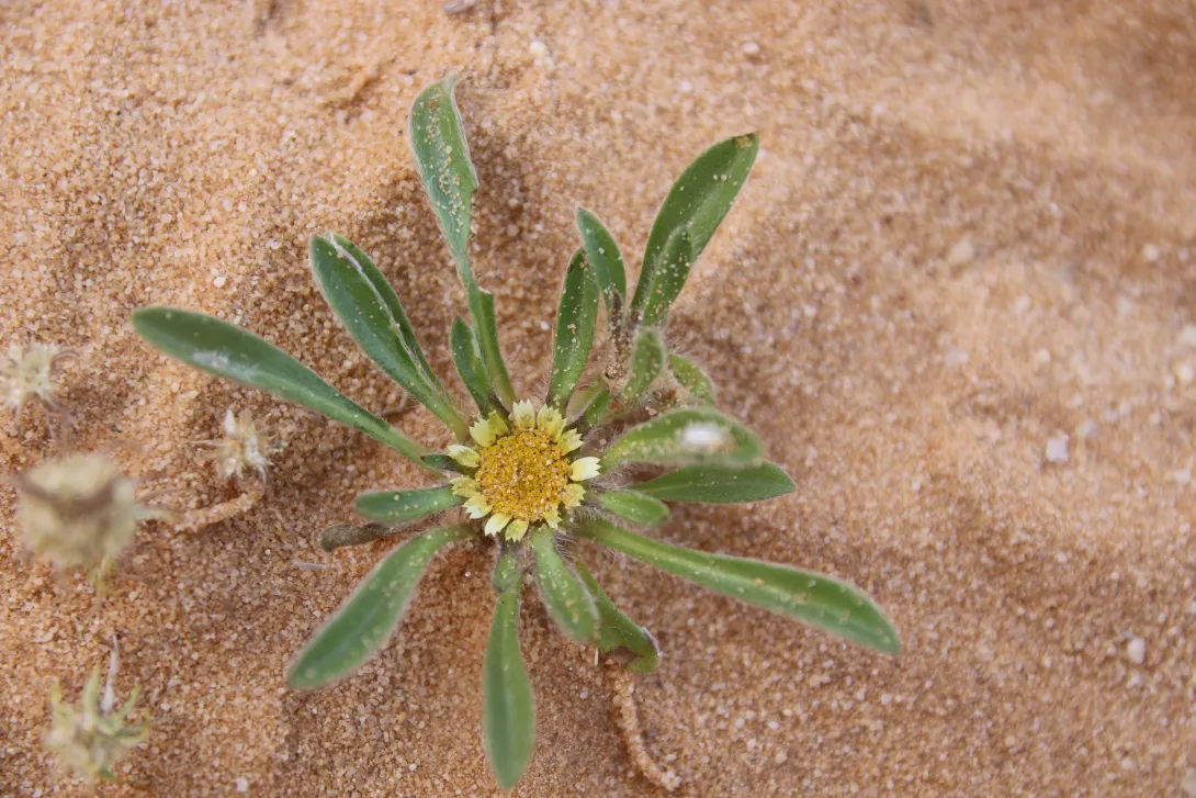 Whole plant