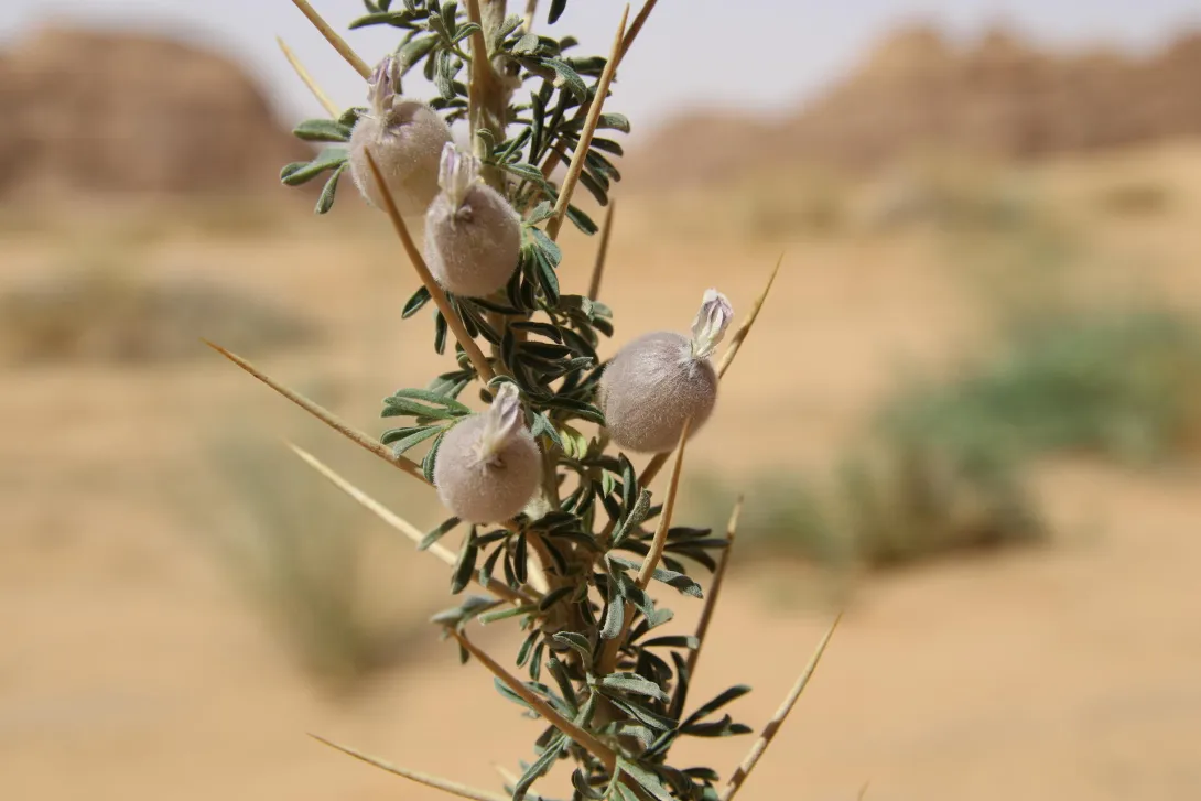 Astragalus spinosus leaves and flowers