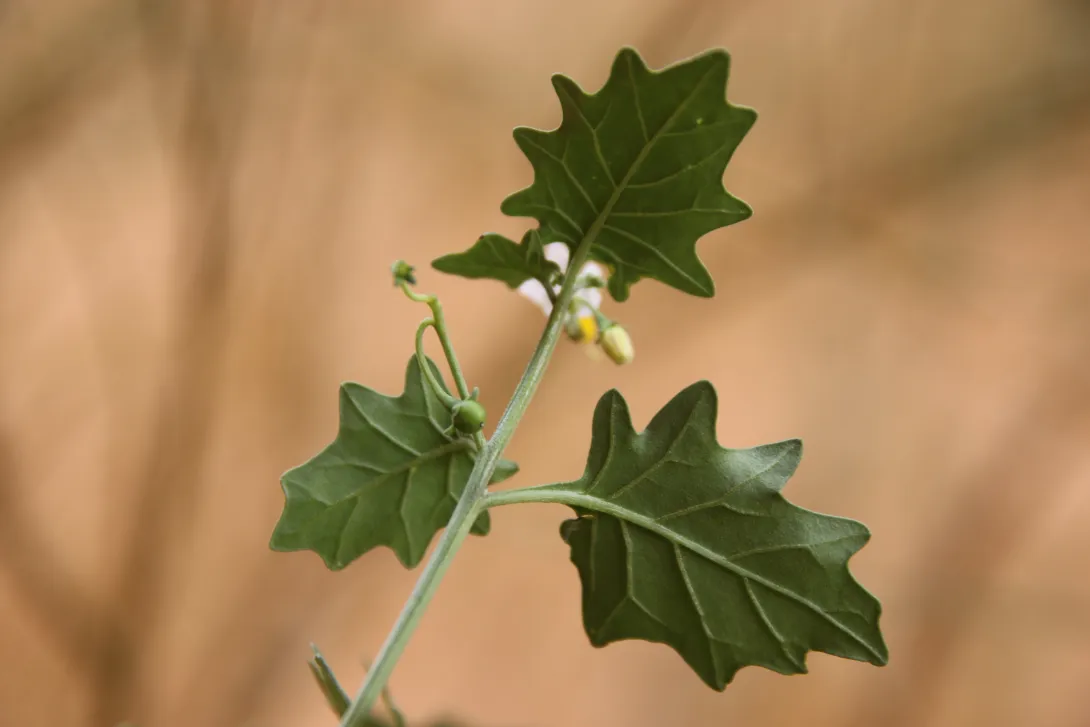 Solanum villosum leaves