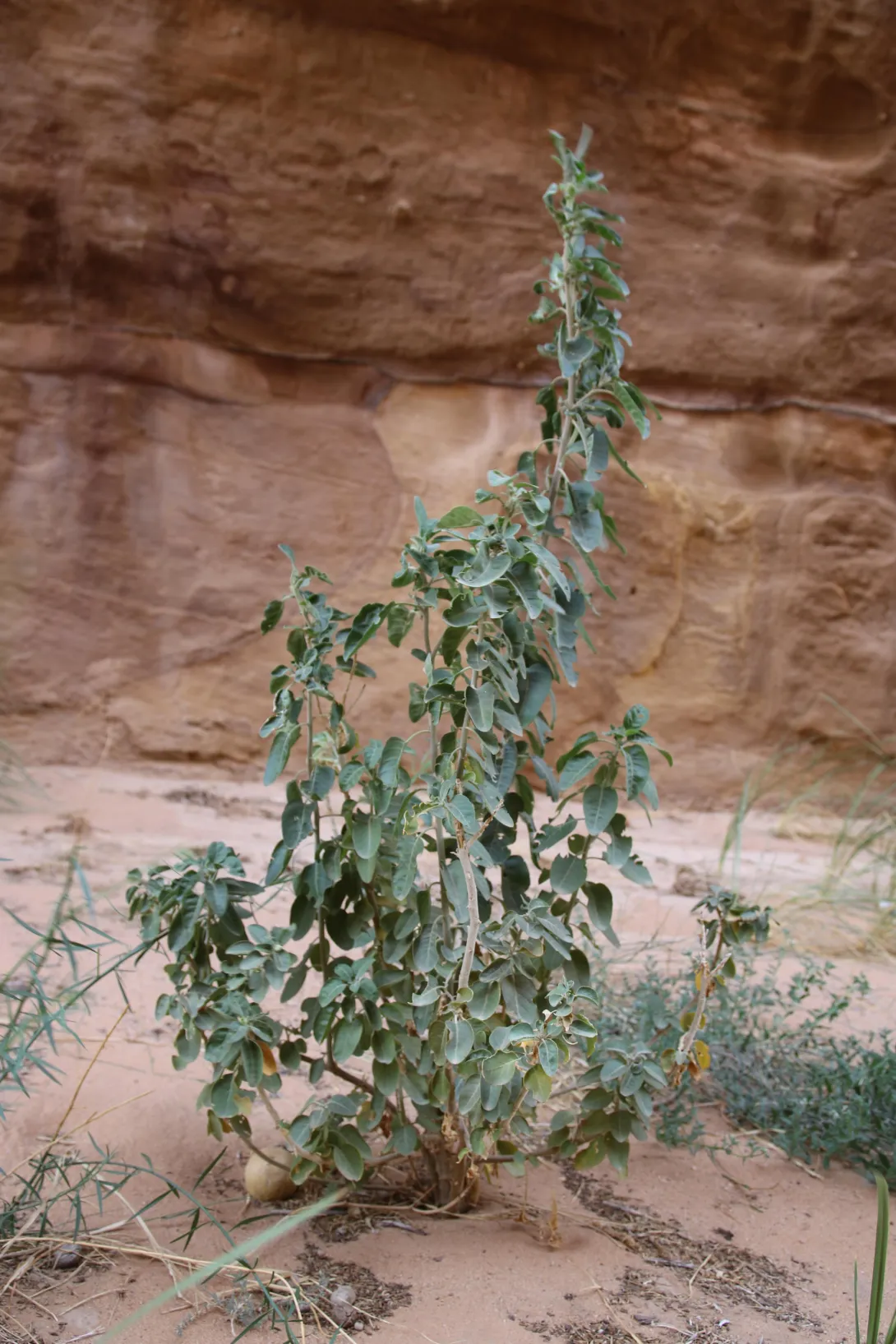 Whole plant