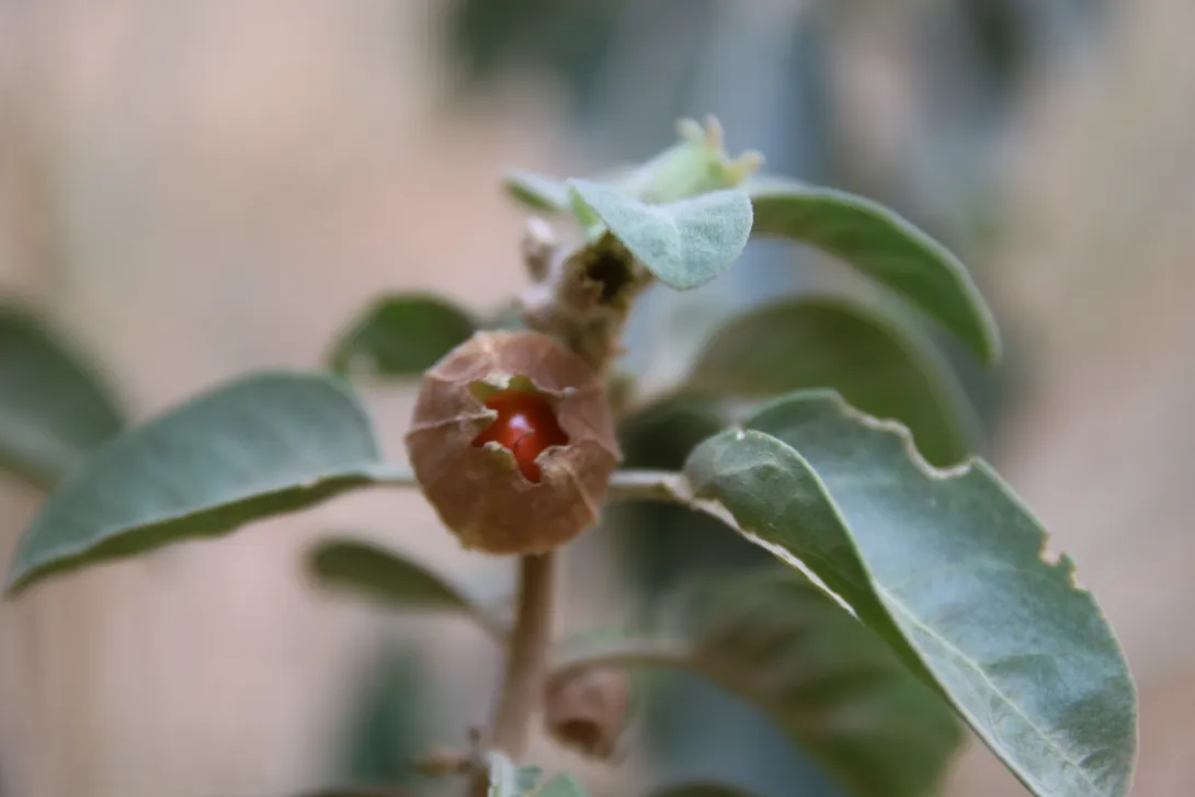 Withania somnifera fruit