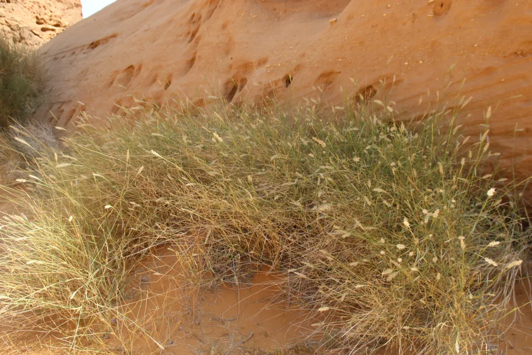 Whole plant
