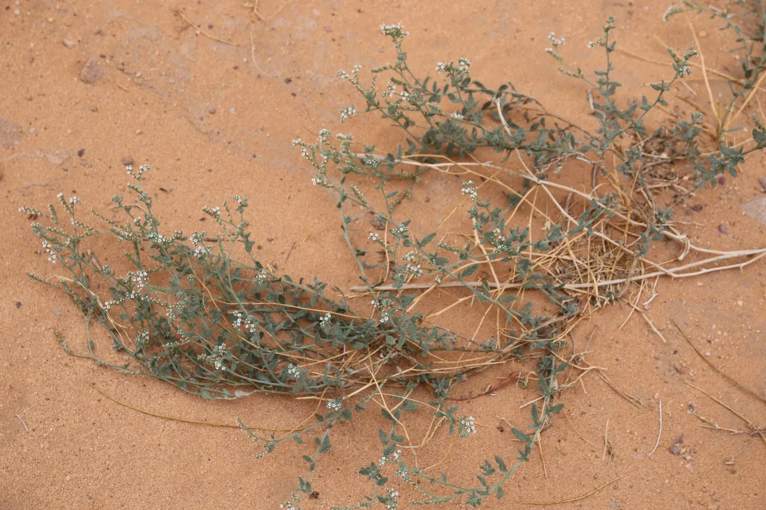 Whole plant