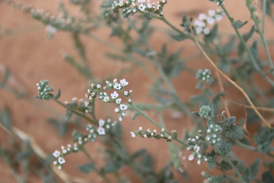 Heliotropium bacciferum flowers