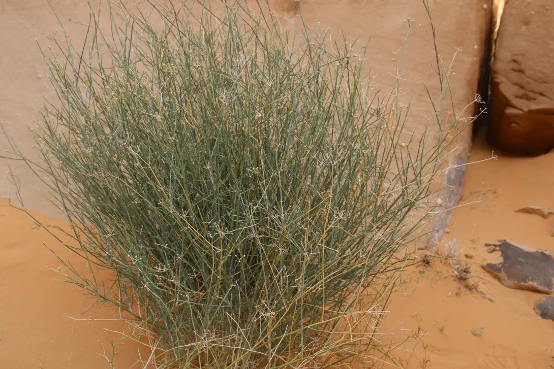 Whole plant