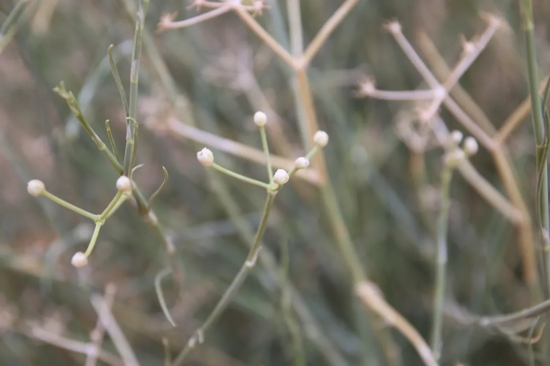 Deverra triradiata flowers