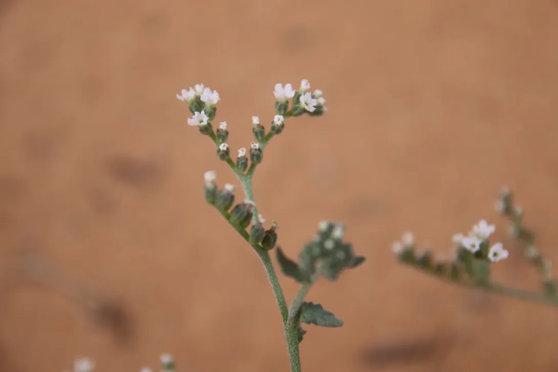 Heliotropium bacciferum flowers