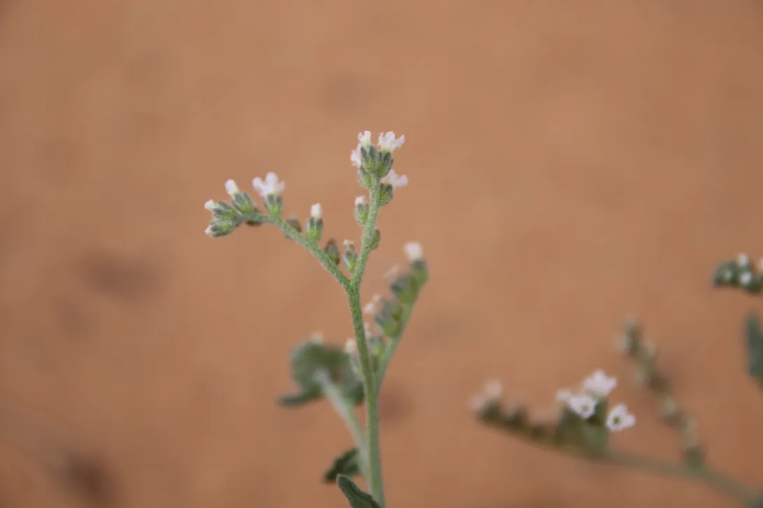 Heliotropium bacciferum flowers