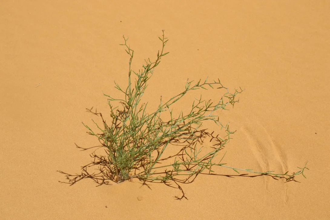 Whole plant
