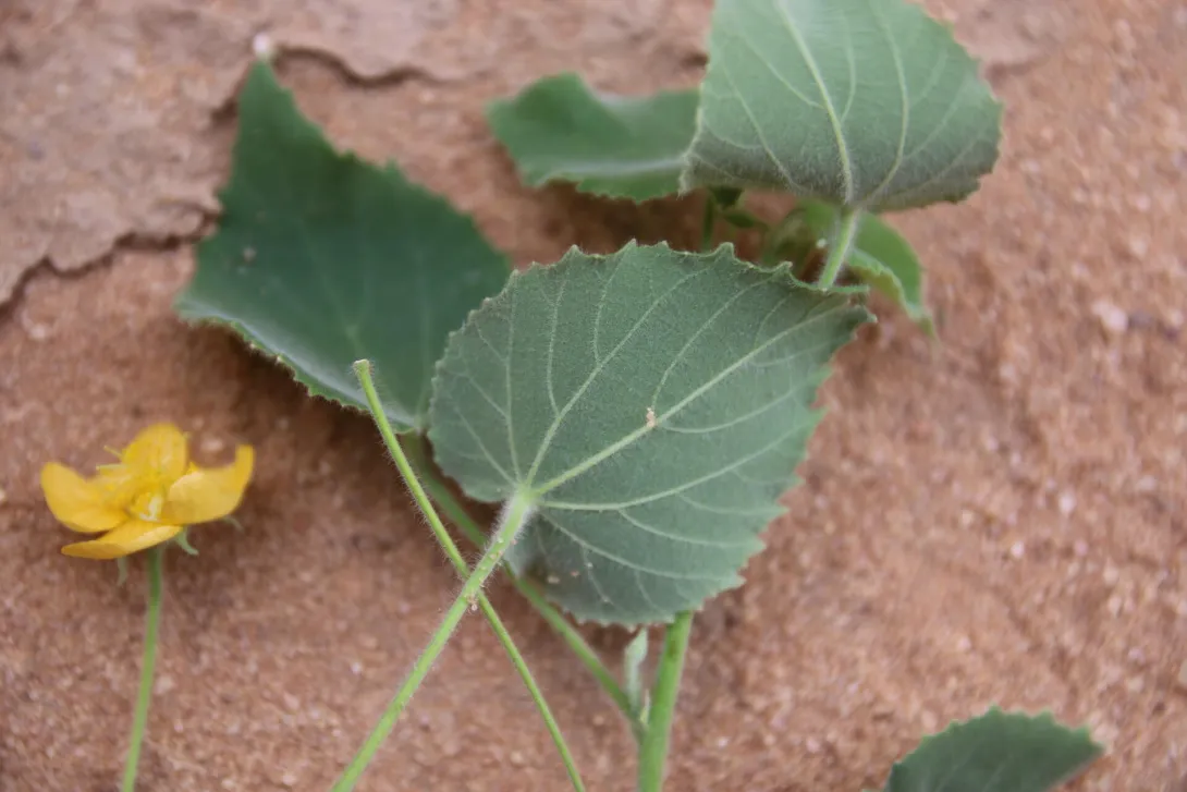 Flower and leaves of Abutilon fruticosum