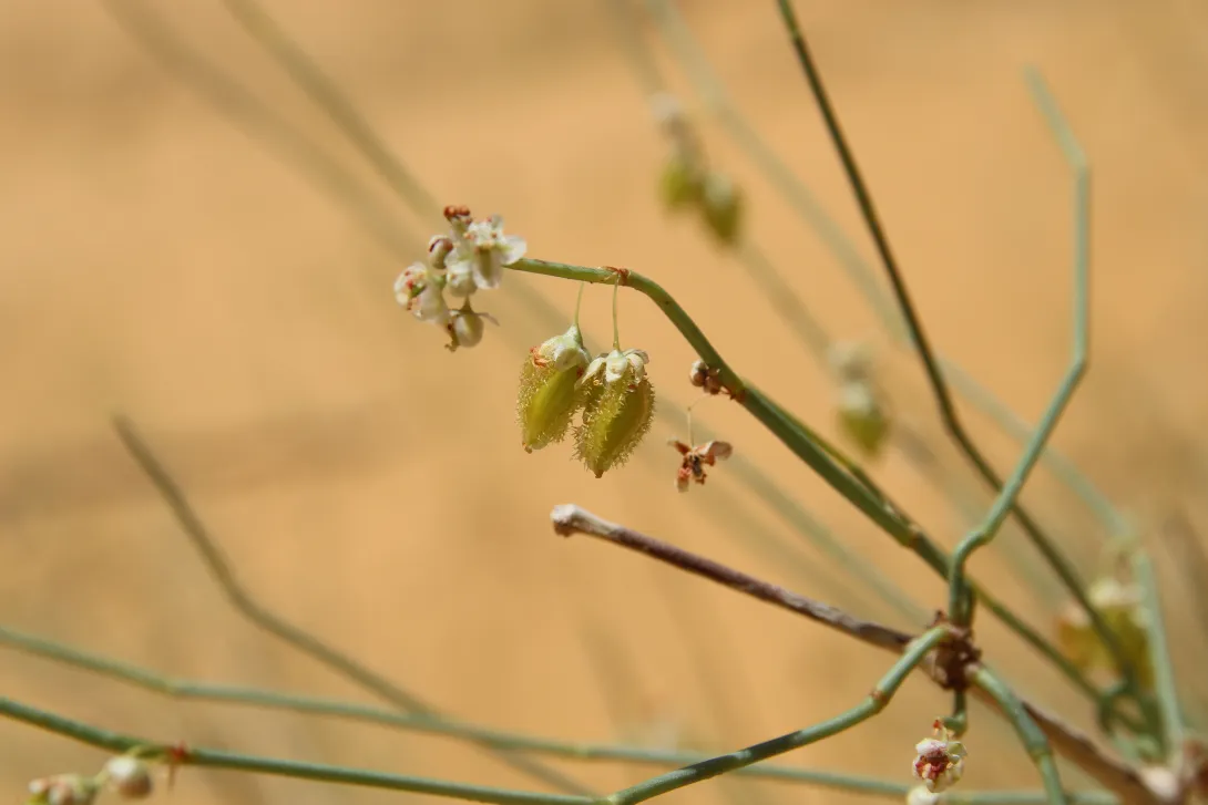 Calligonum comosum fruits