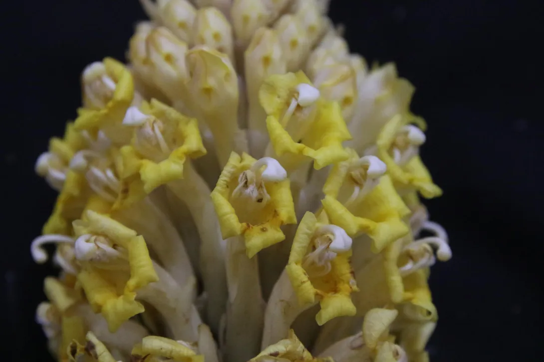 Cistanche tubulosa flowers