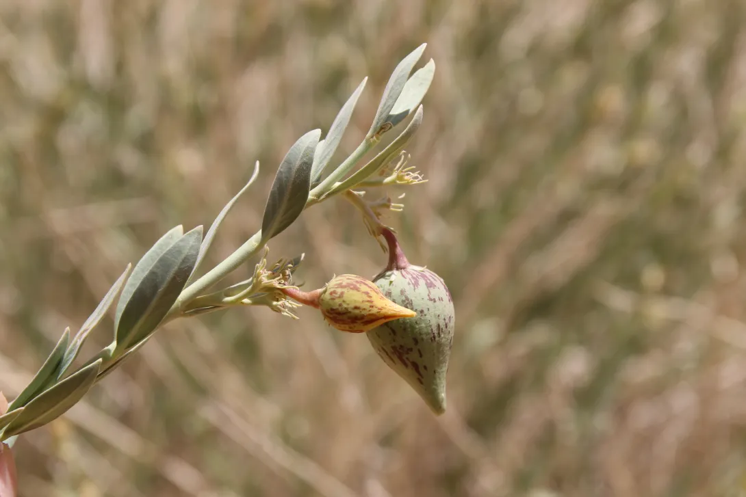 Solenostemma arghel fruits