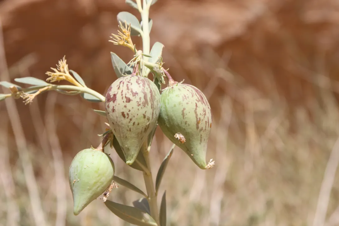 Solenostemma arghel fruits