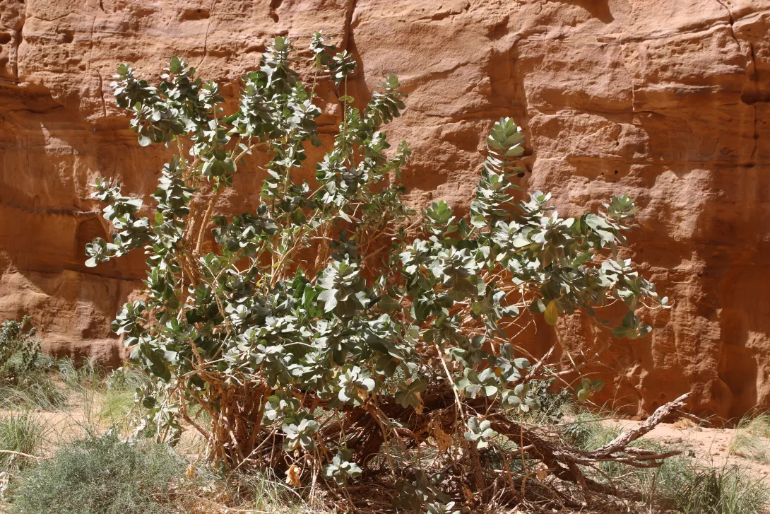 Whole plant