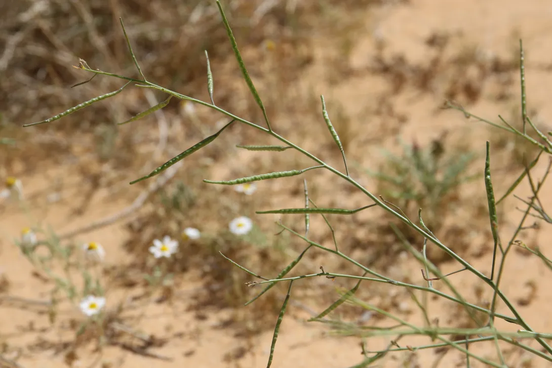 Coincya tournefortii fruits