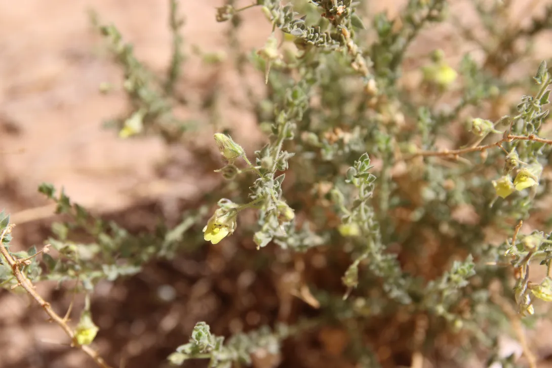 Kickxia aegyptiaca flower