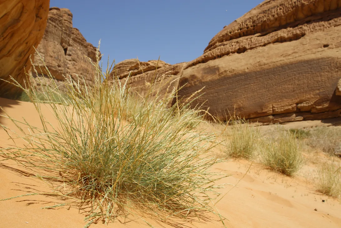 Centropodia forskaolii on Sand dune