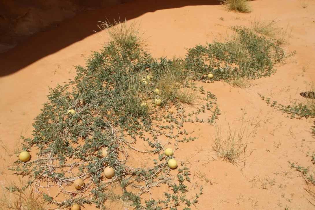 Whole plant