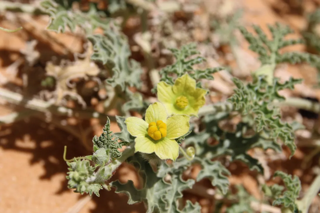 Citrullus colocynthis flower