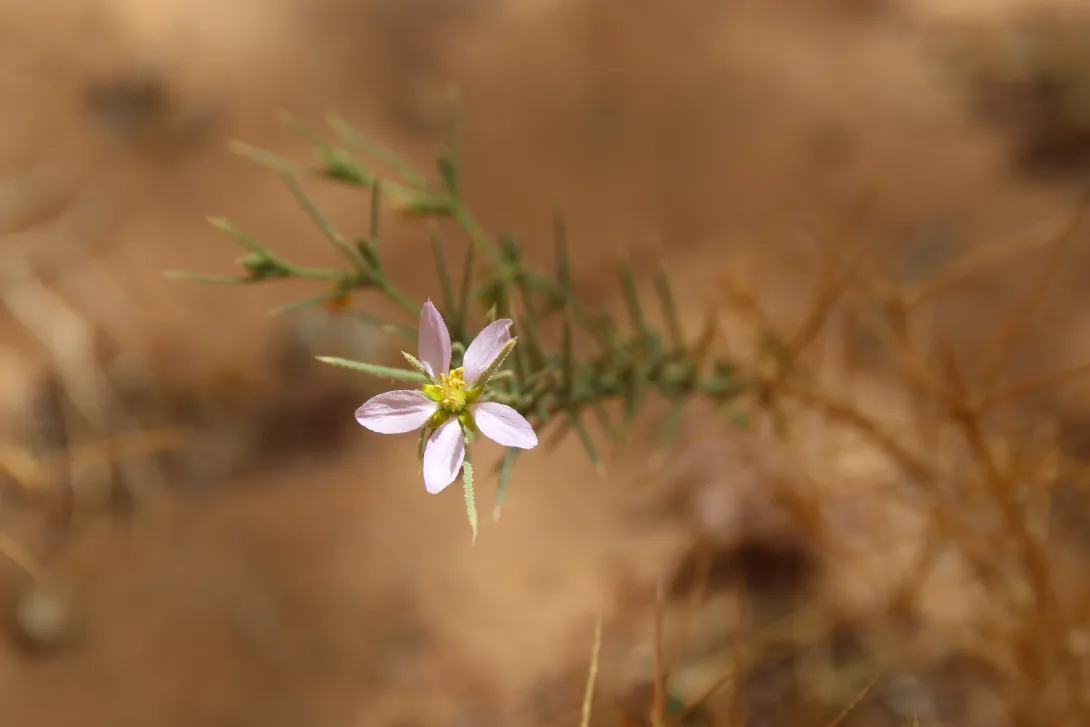 Zygophyllum arabicum flower