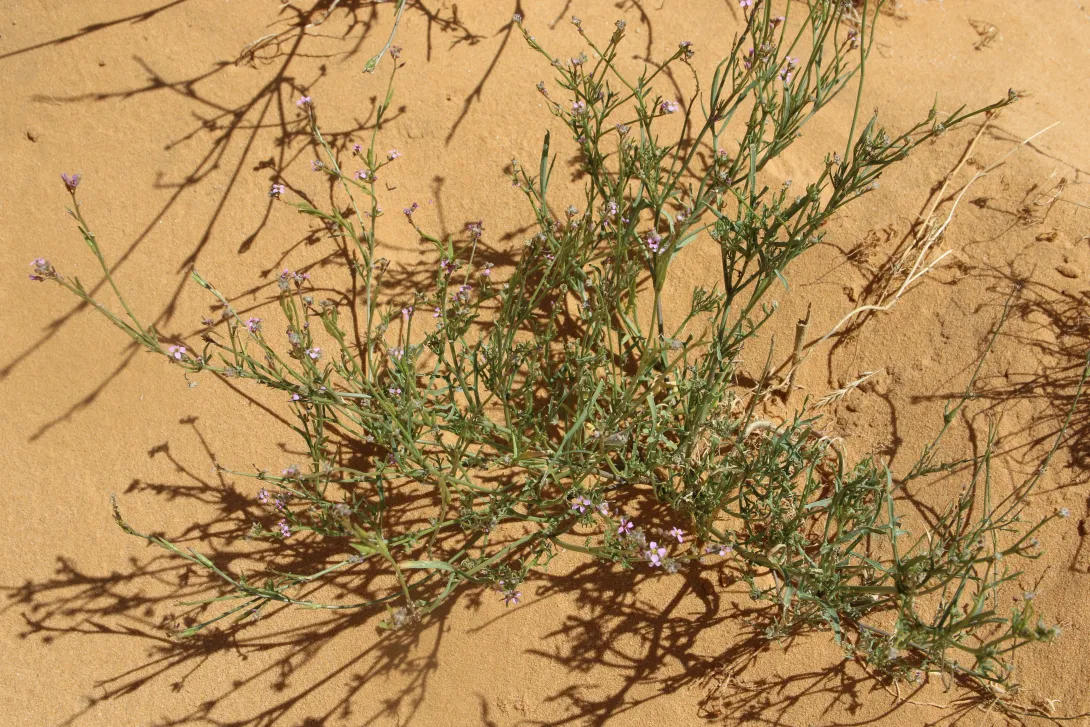 Whole plant