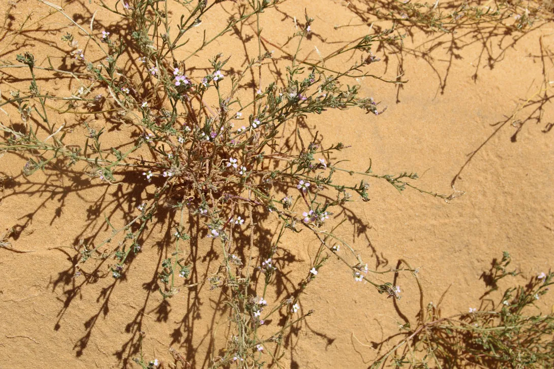 Whole plant