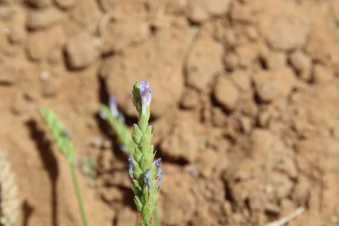 Lavandula pubescens flowers