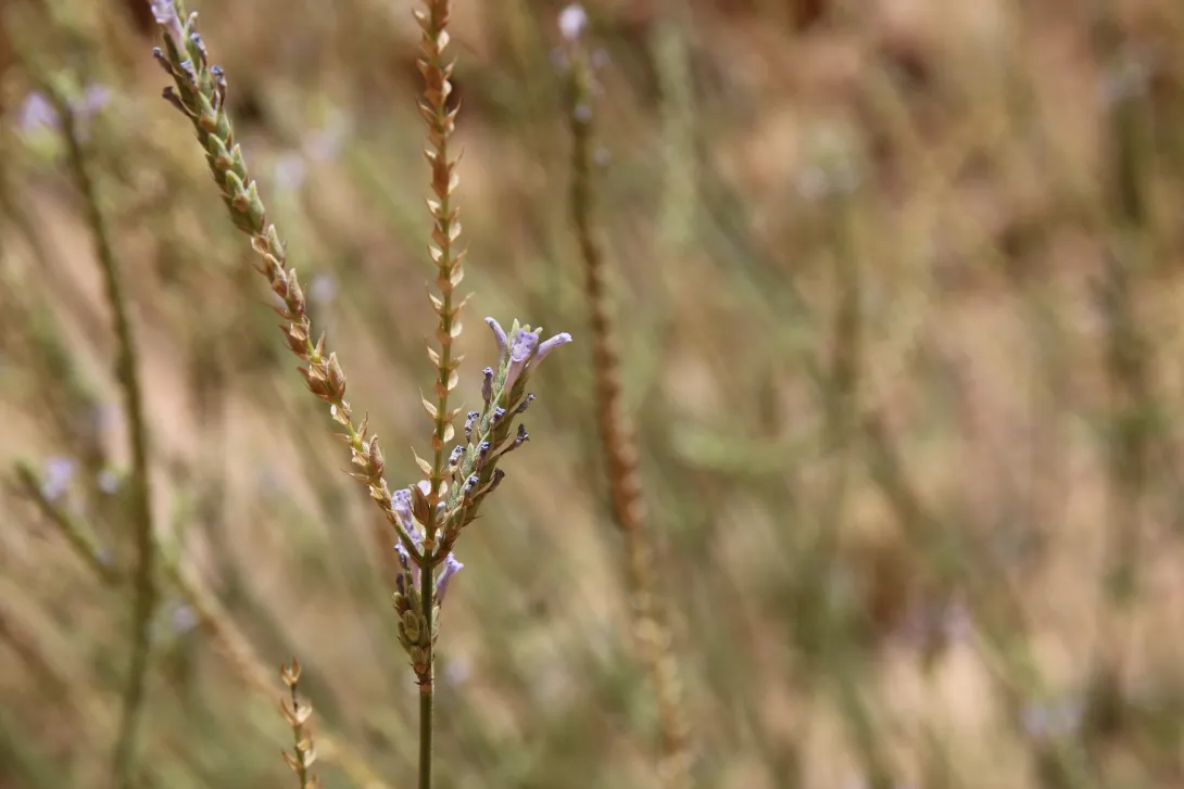 Lavandula pubescens flowers and fruits