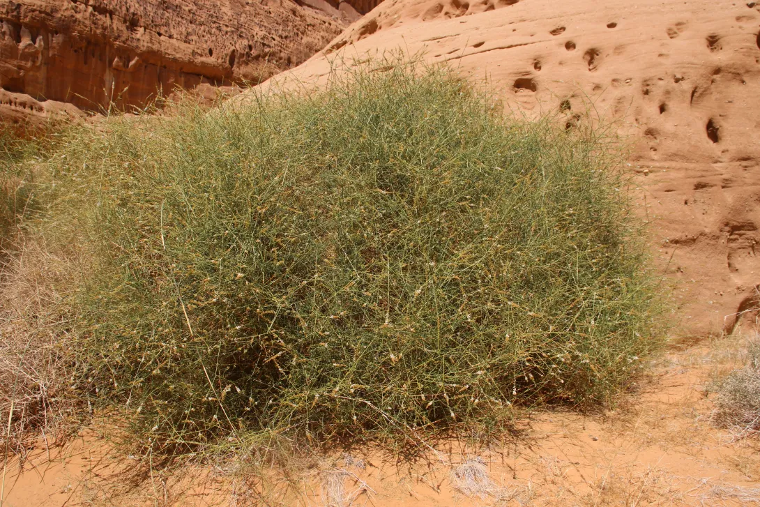 Whole plant