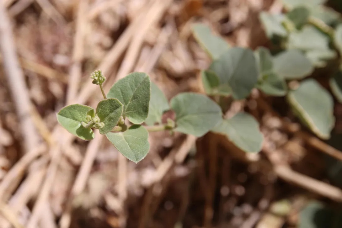 Commicarpus helenae leaves