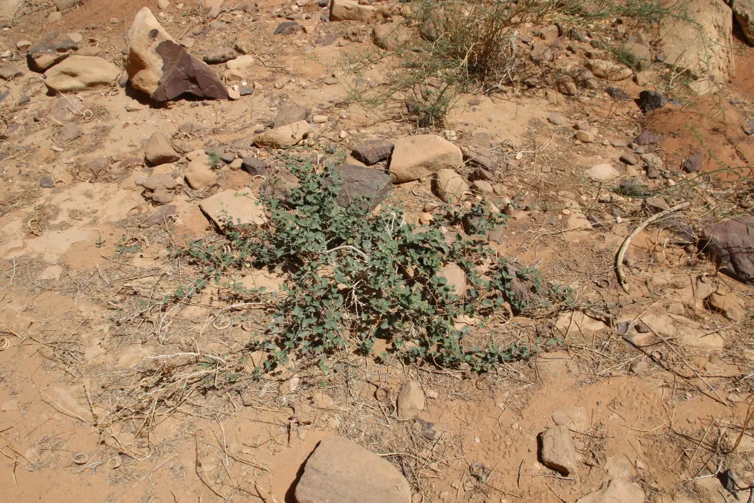 Whole plant