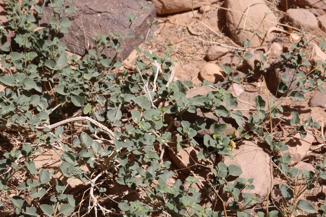 Commicarpus helenae leaves