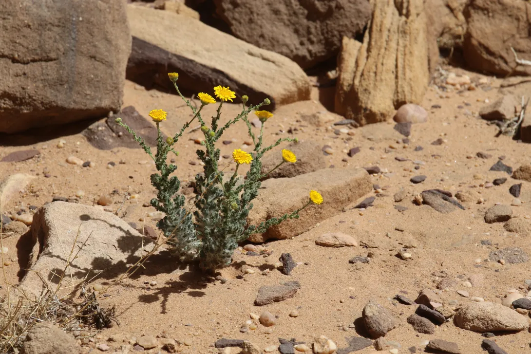 Whole plant