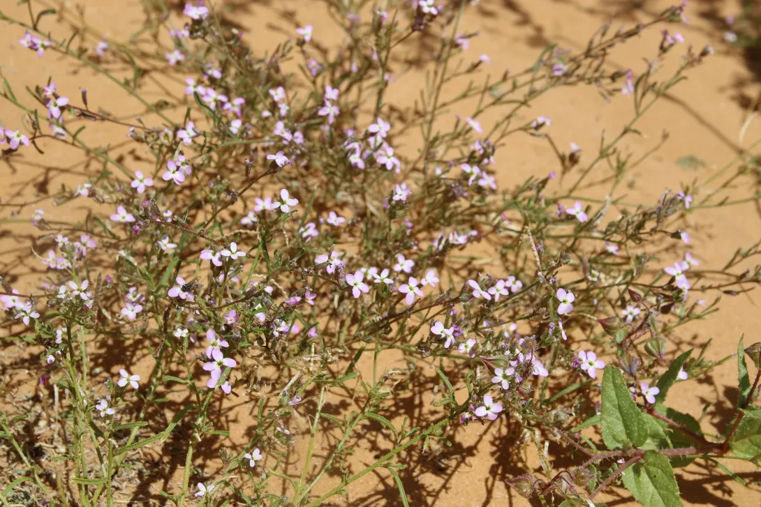 Whole plant