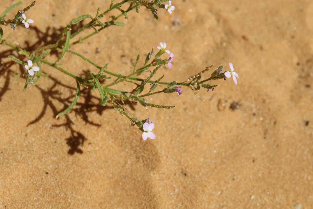 Eremobium aegyptiacum flowers