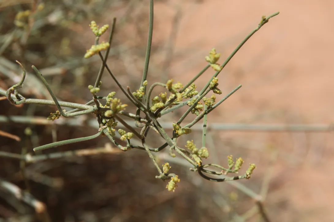 Ephedra ciliata flower