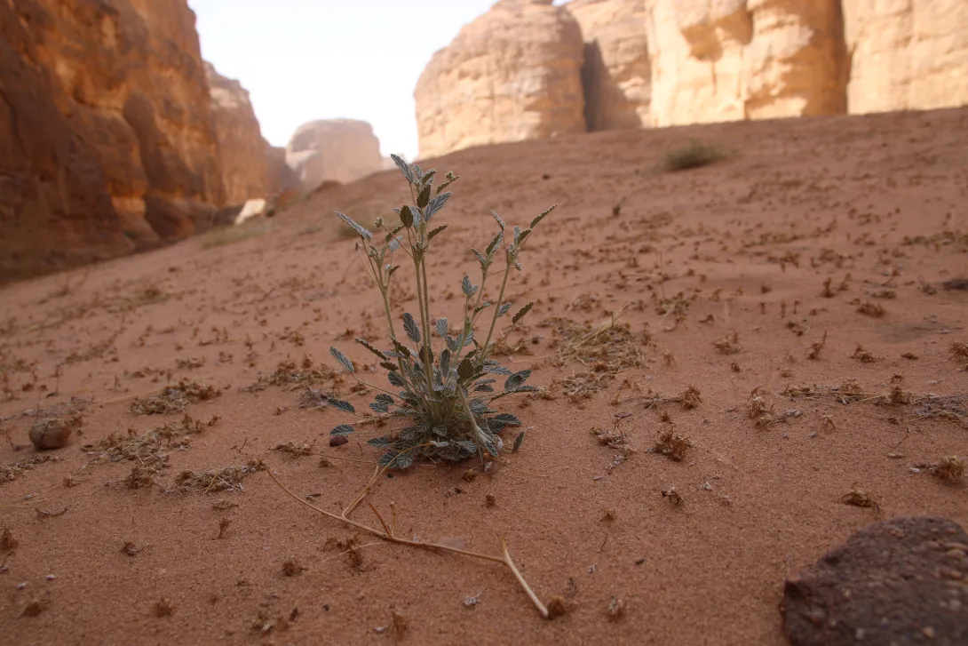 Whole plant